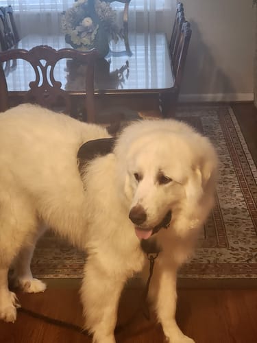 Customer photo review of Classic Heavy-Duty Tactical No-Pull Team K9™ Dog Harness With Front & Back D-Rings, Quick-Release Metal-Buckles, Hook & Loop Panels, & Top Handle