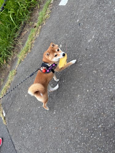 Customer photo review of FunFunPet 高機能ハーネス（お名前タグ作成サービス付き）