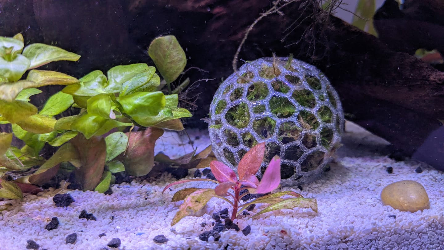 Customer photo review of Java Moss (Golf Ball Size)
