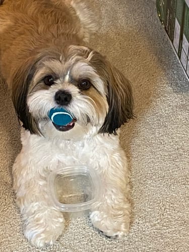 Customer photo review of 12 Inch Thick Bully Stick