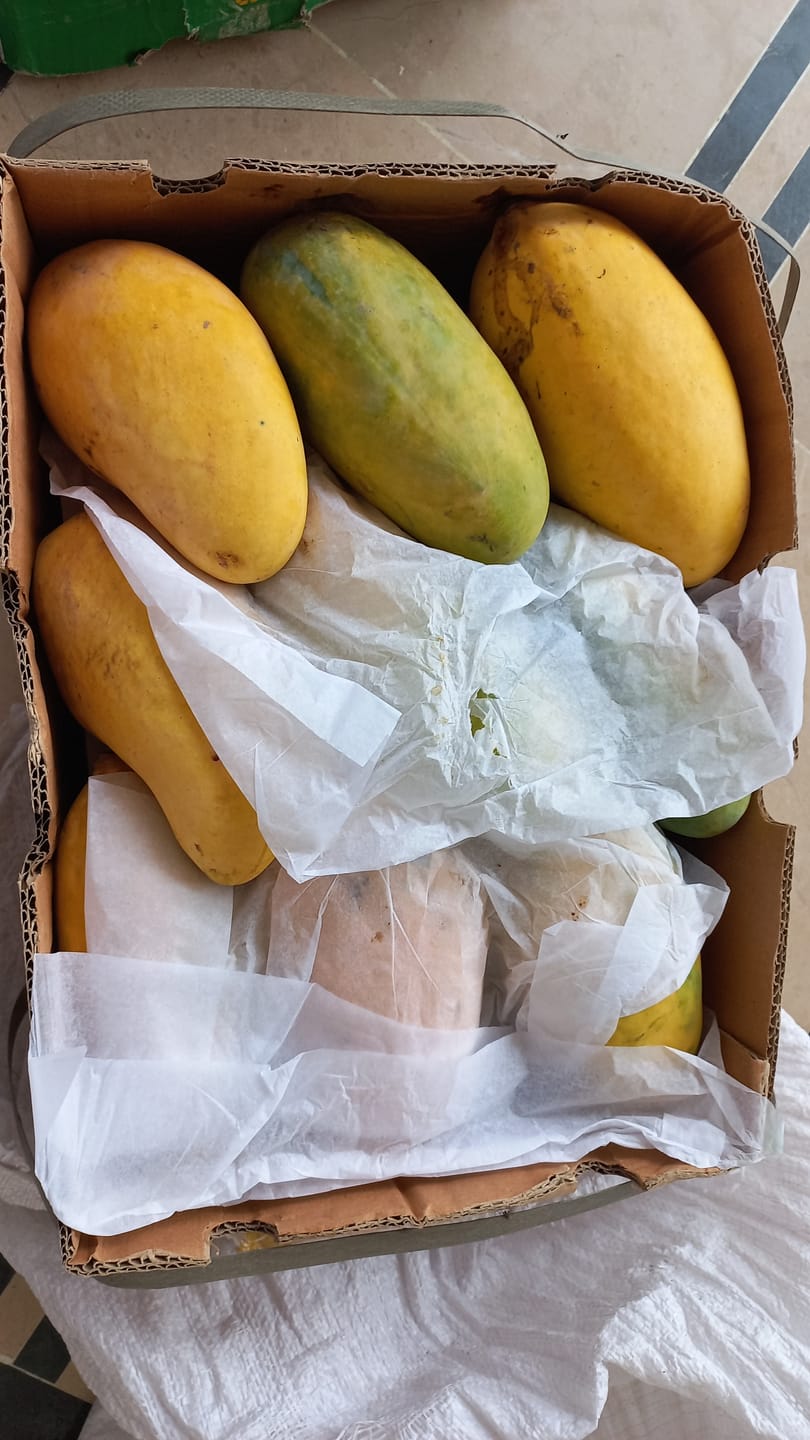 Customer photo review of Multan's Sindhri Mango (Plucking Now)