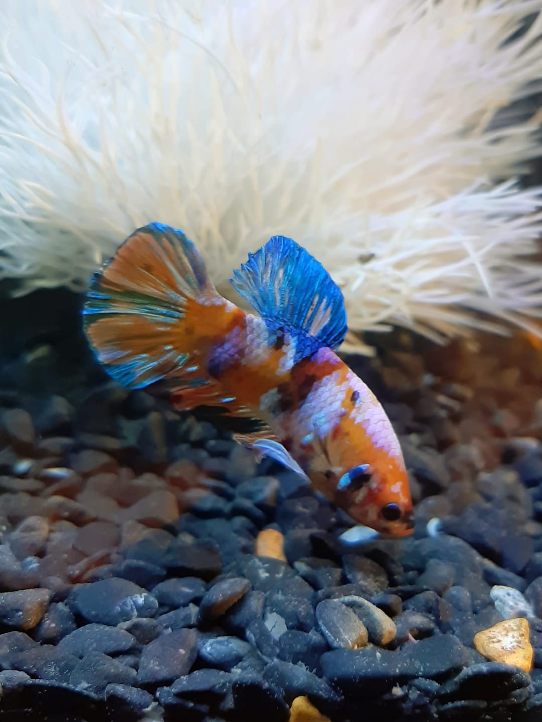 Customer photo review of Koi Multicolor Candy Plakat Male Betta Fish | High Grade | Mystery Betta