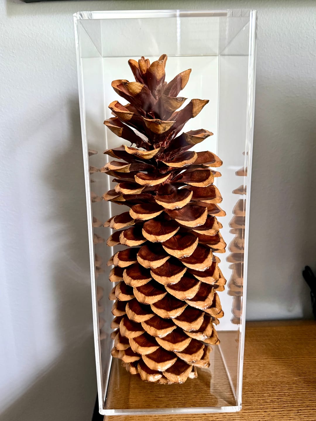 Customer photo review of Versatile Acrylic Display Case with Slide Back and Size Options