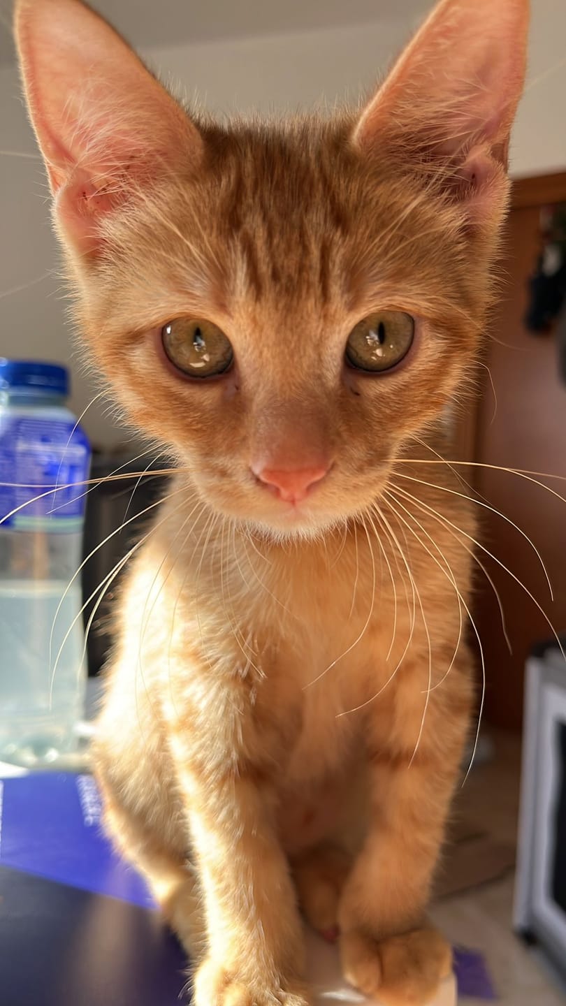Customer photo review of Grain free Cat kitten