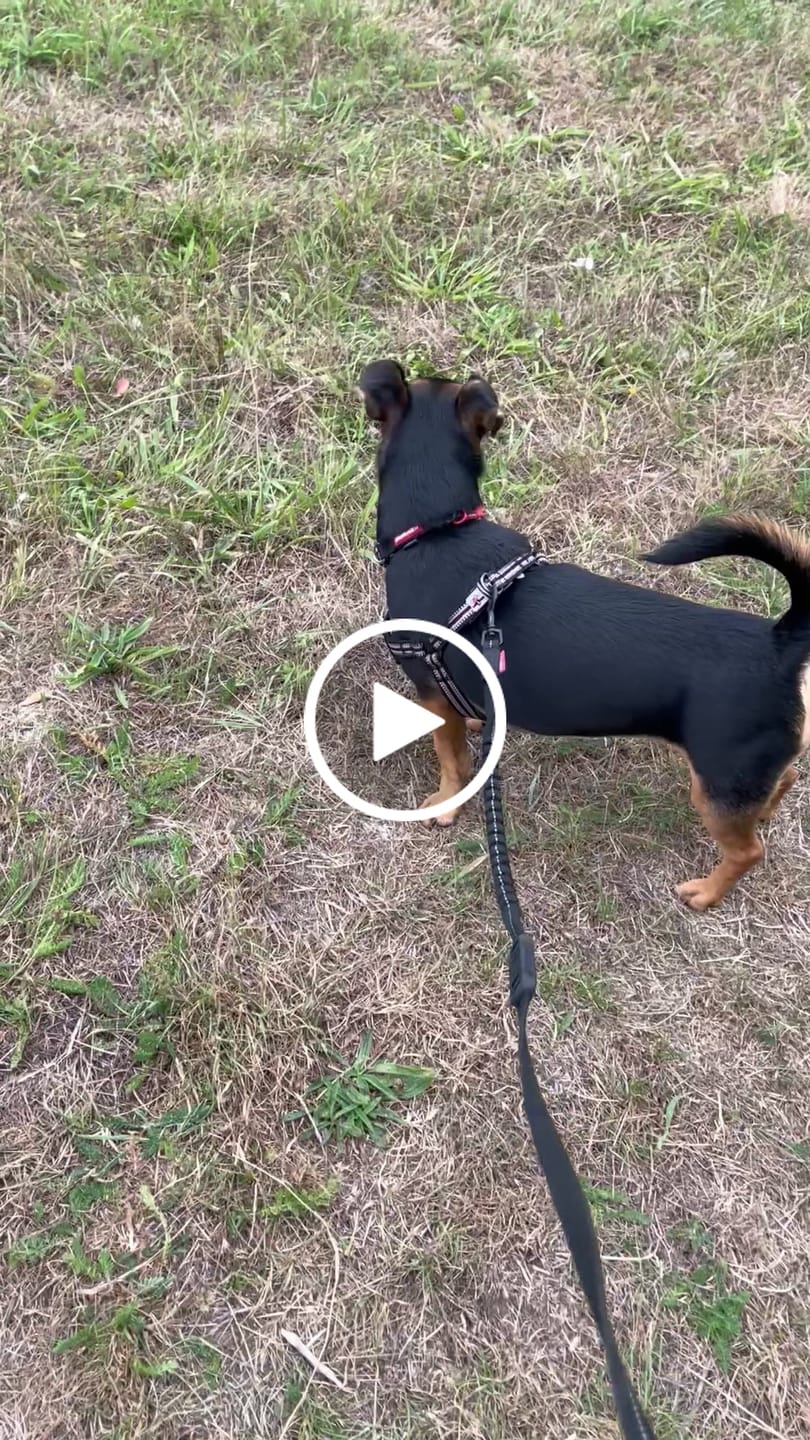 Customer video review of Comfort Step-in Dog Harness  | Reflective | Black