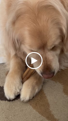 Customer video review of Erik's Mystery Treat or Chew
