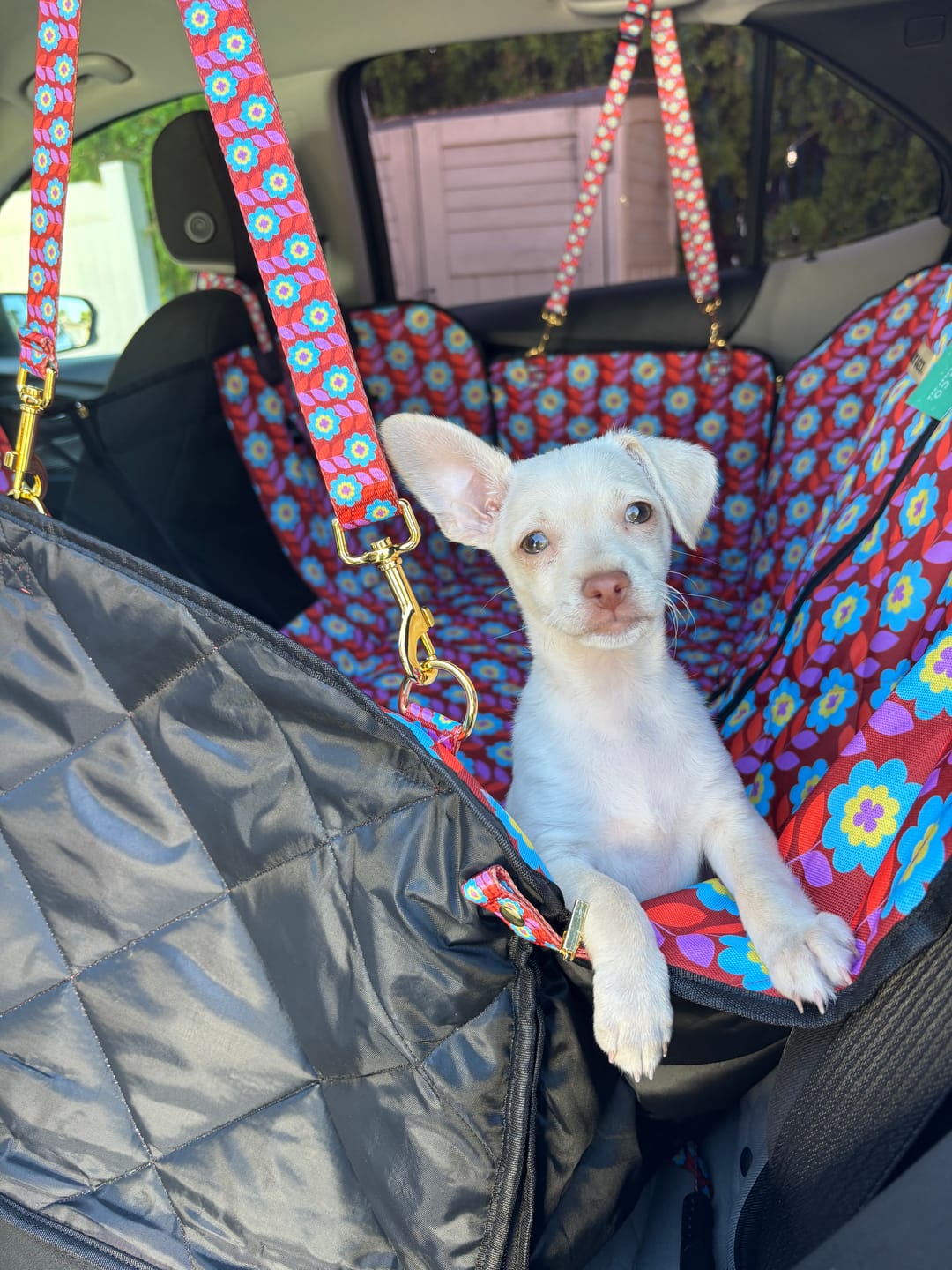 Customer photo review of Poppy - Dog Car Seat Cover