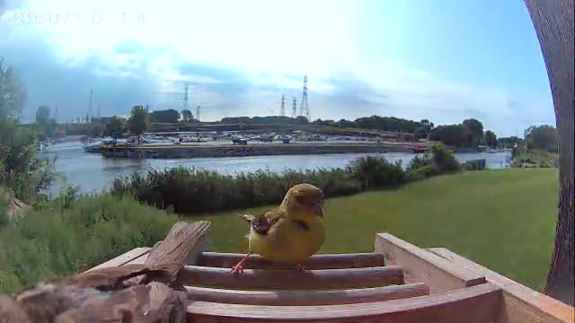 Customer photo review of Birdfy Feeder Bamboo Mini - Bird Feeder With Camera