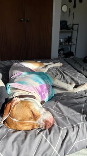Customer photo review of Velvet Dog Hoodie - 90s Retro