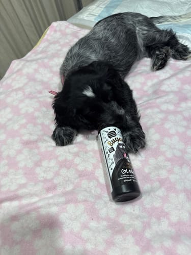 Customer photo review of One in a Million Dog Cologne