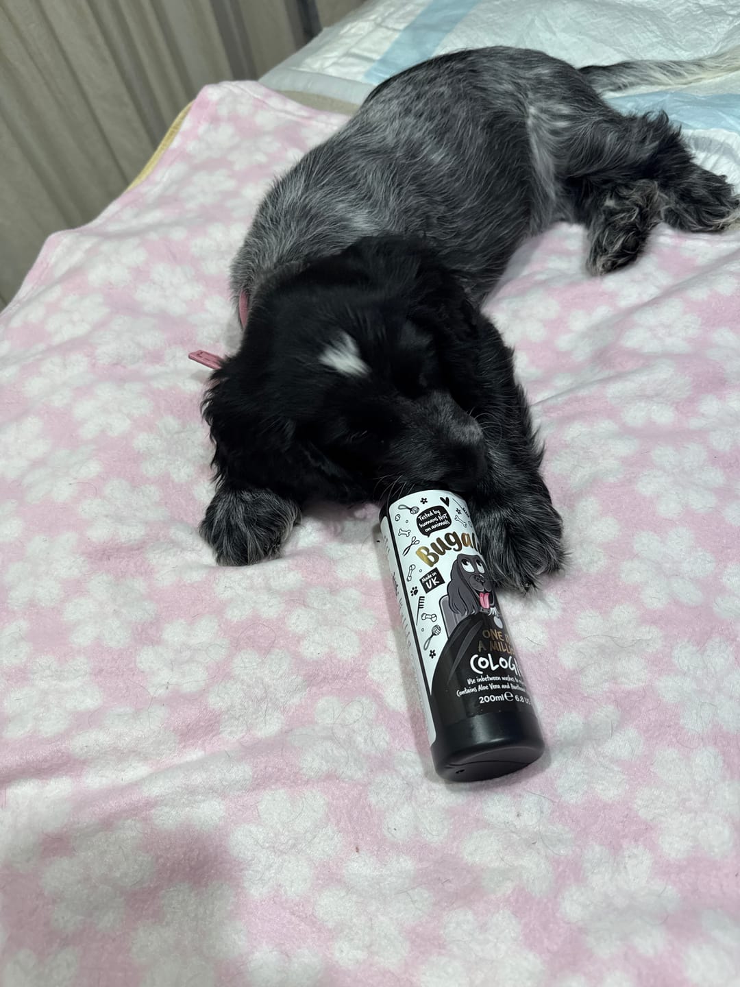 Customer photo review of One in a Million Dog Cologne