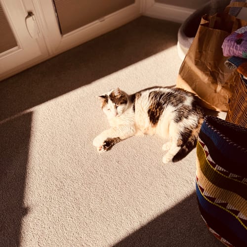 Customer photo review of Canagan Cat Can Ocean Tuna Wet Food