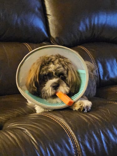 Customer photo review of 4-Stick Yak Chew Pack – Mint, Banana, Strawberry & Pumpkin