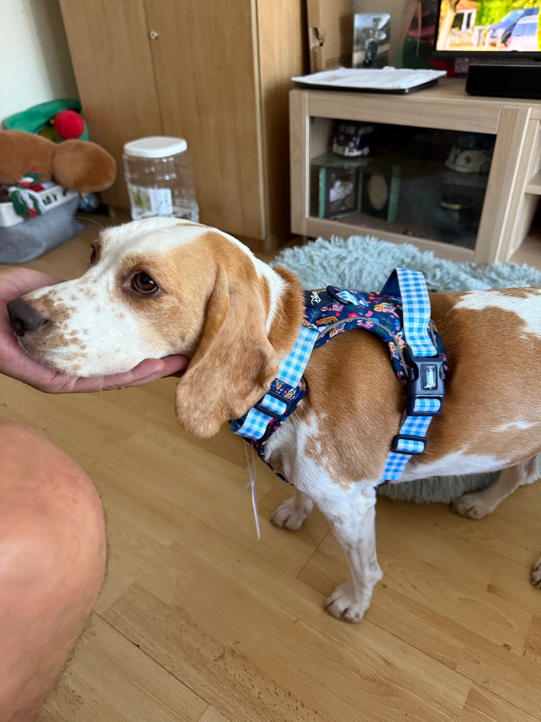 Customer photo review of Tough Trails™ Harness - Alice In Wonderland