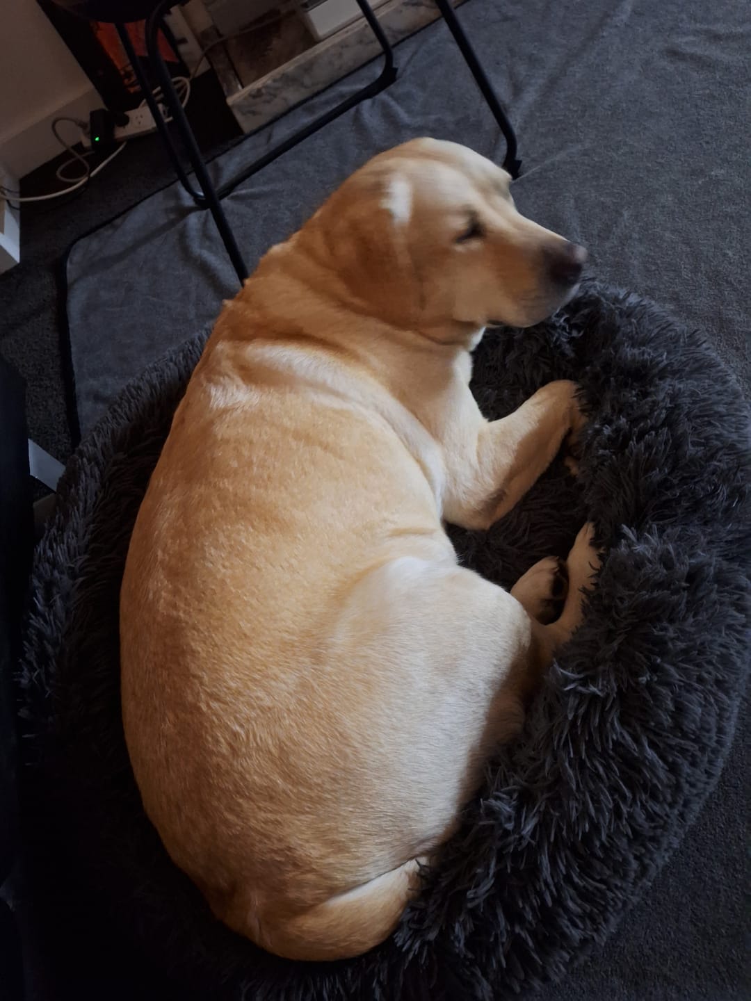Customer photo review of Dog Meal Topper - Turmeric with Probiotics (Vegan)