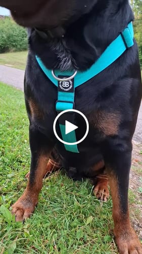 Customer video review of Training Anti Pull TRI-Harness® | M-XL Breeds - Turquoise
