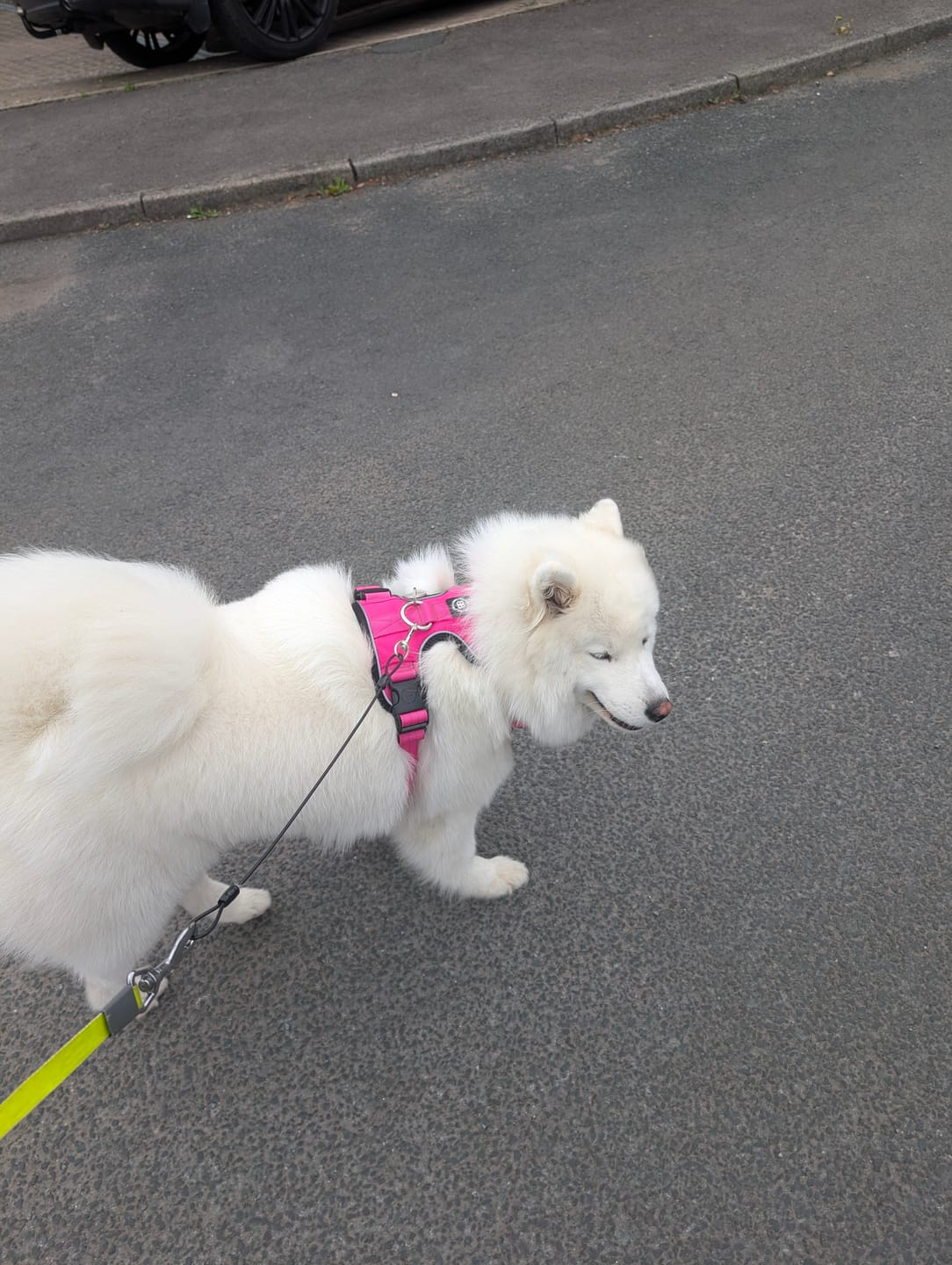 Customer photo review of Comfort Premium Harness | Non Restrictive - Magenta