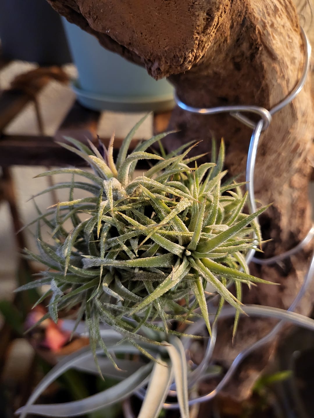 Customer photo review of Tillandsia ionantha 'mexico' - PULK