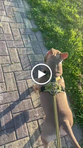 Noemi S. review of Anti Pull Harness | With Handle & Lighter | Hurricane Harness - Olive Green image 1 out of 1