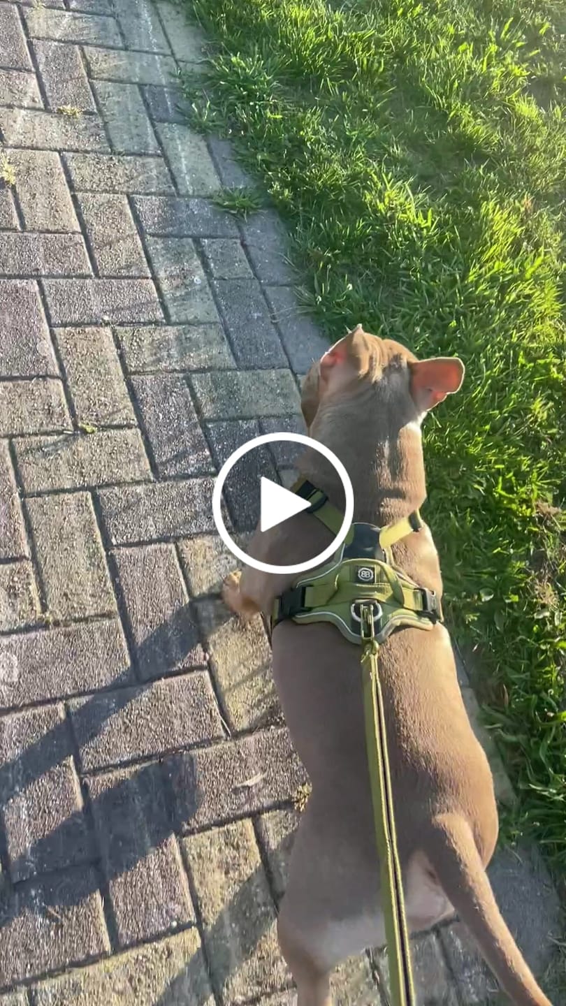 Customer video review of Anti Pull Harness | With Handle & Lighter | Hurricane Harness - Olive Green
