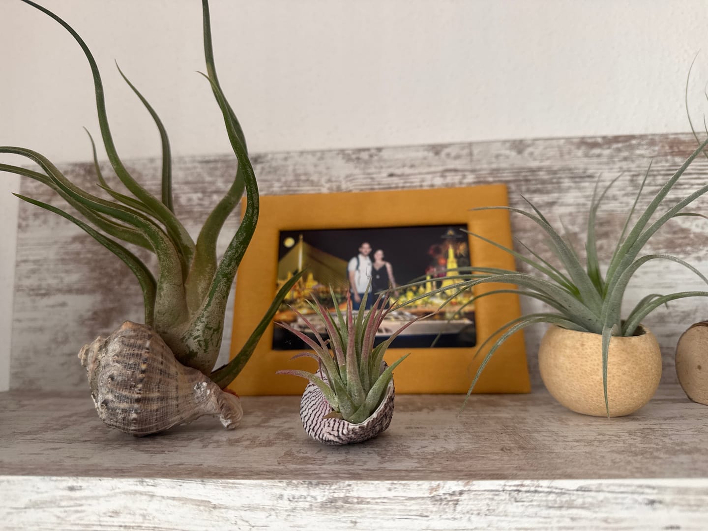 Customer photo review of Tillandsia ionantha 'Red Marble'