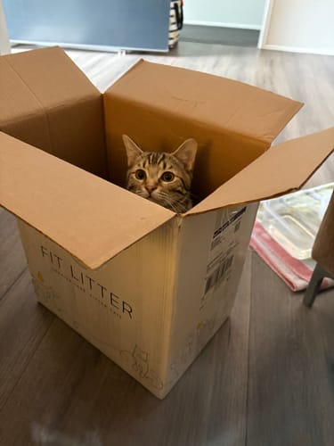 Customer photo review of 3 Month Supply - 1 Cat