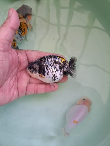 Customer photo review of Pearl White Tiger Calico Ranchu Goldfish | Grower Pick