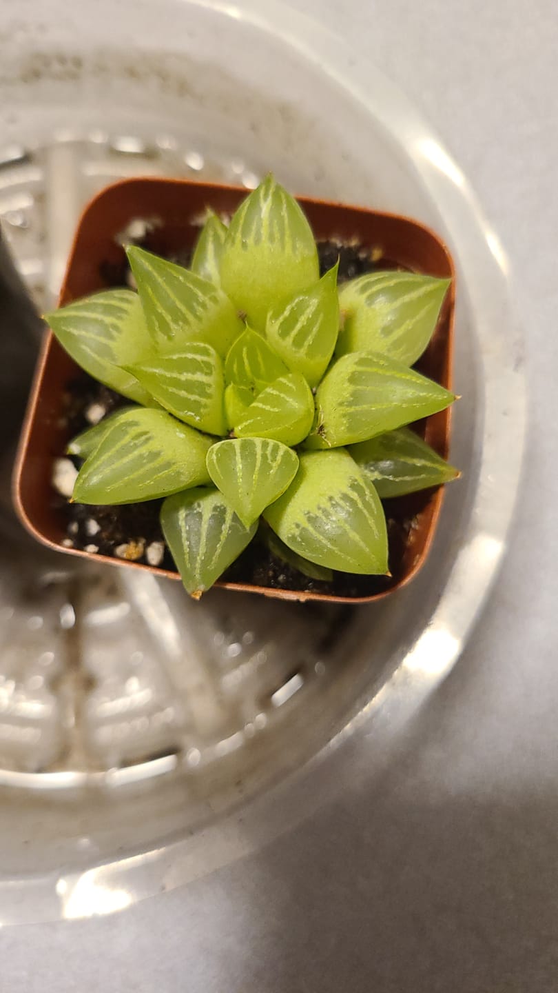 Customer photo review of Haworthia retusa f. geraldii - Star Cactus