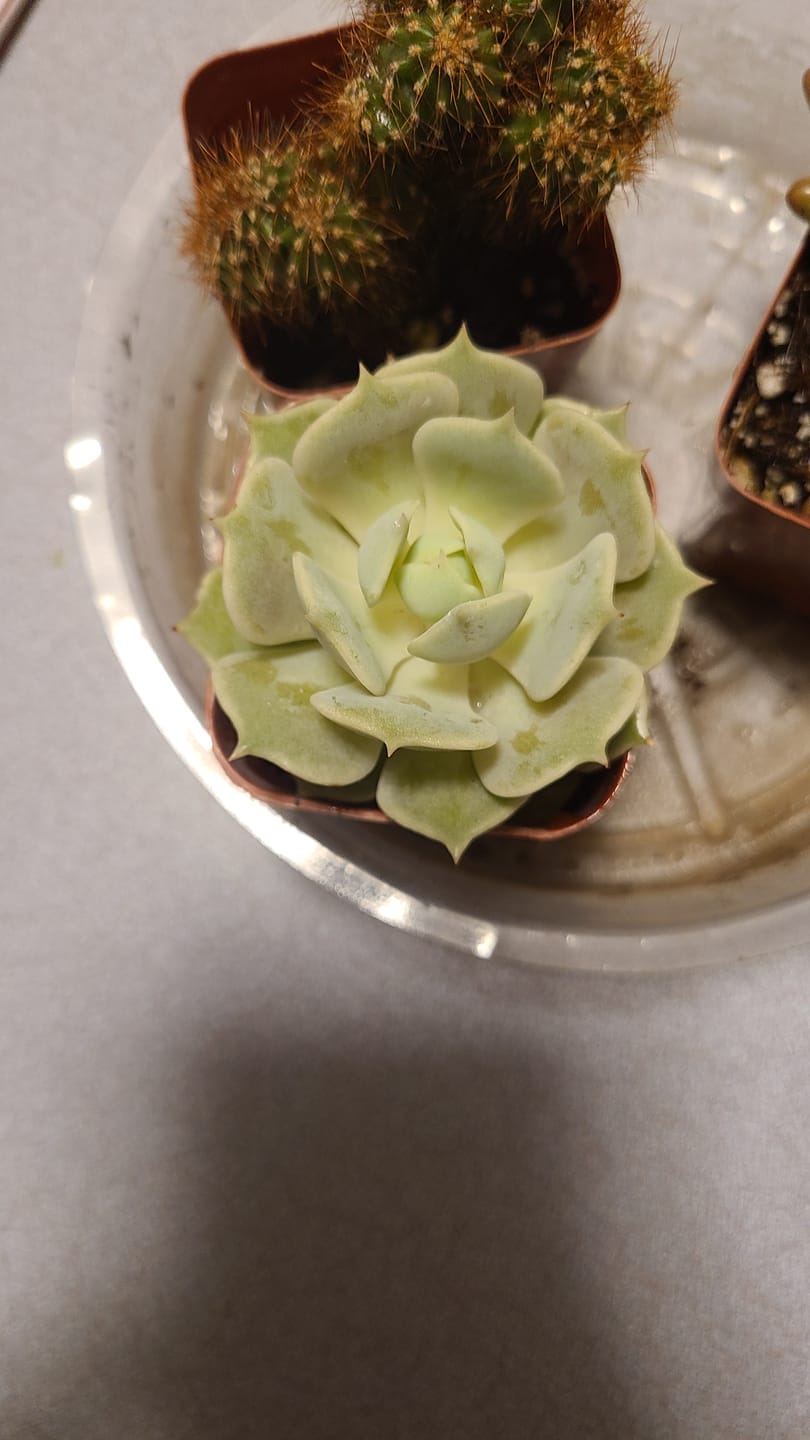 Customer photo review of Echeveria - Lola