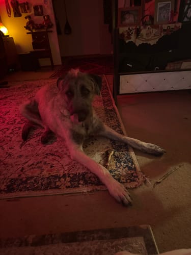 Customer photo review of Beef Skin (Fur on)