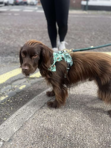 Customer photo review of Bow Tie - Clemmie