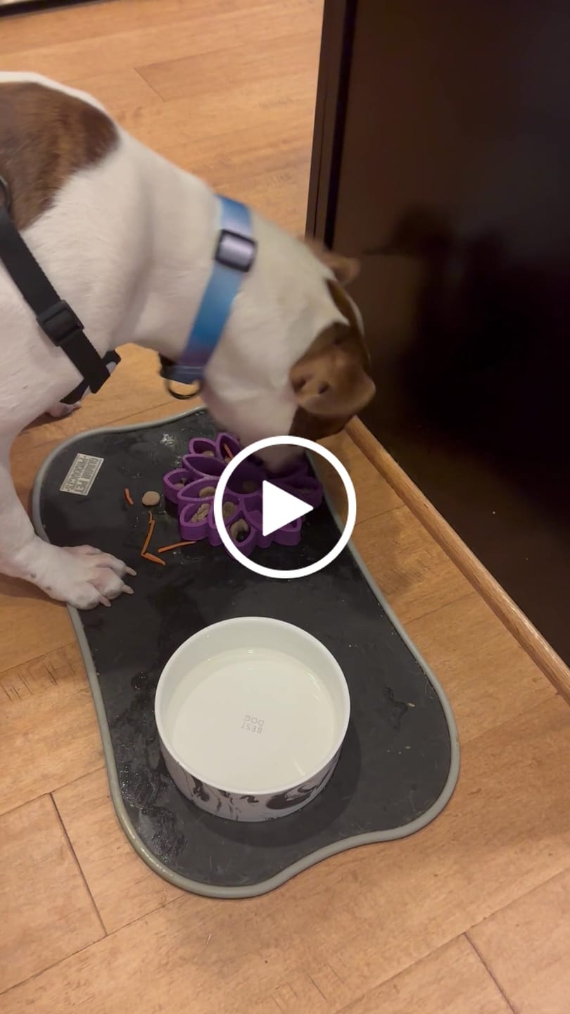 Customer video review of FreezSunflower - Interactive Frozen Sunflower Dog Chew