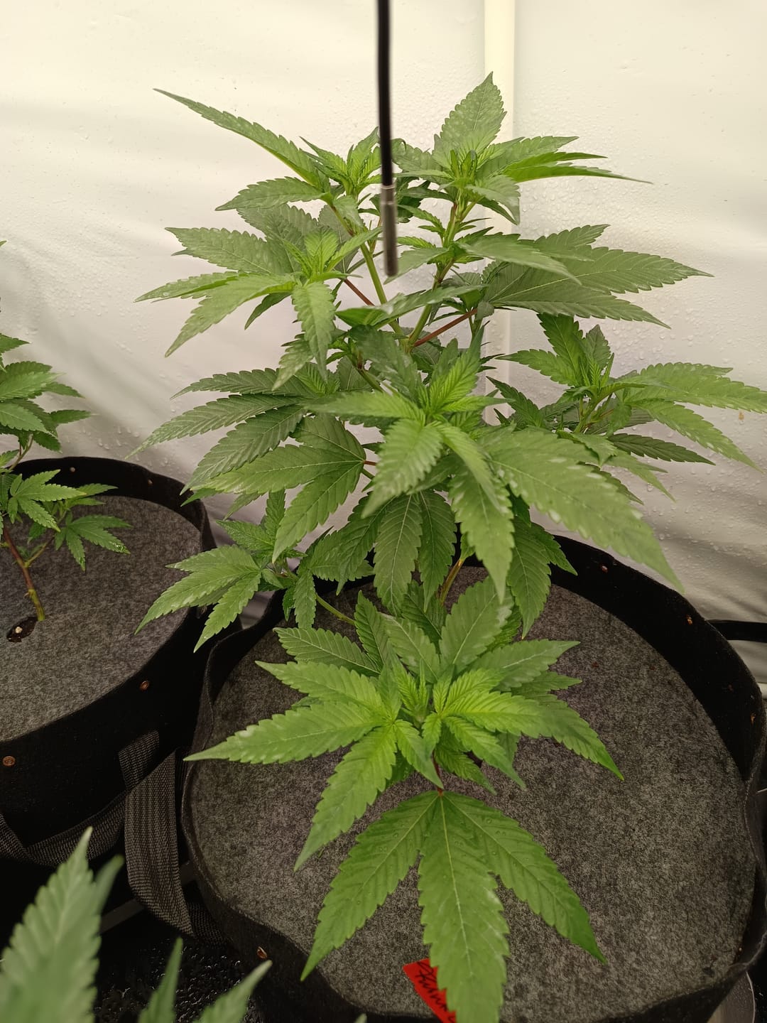 Customer photo review of Hanfstecklinge | Future Island