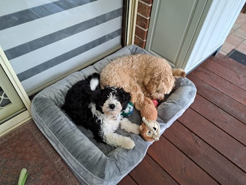 Customer photo review of Memory Foam Pet Sofa Bed