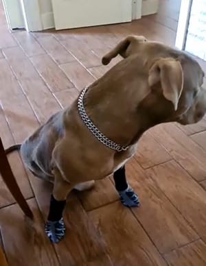 Customer photo review of SteadyPaws - Antislip Honden Gripsokken