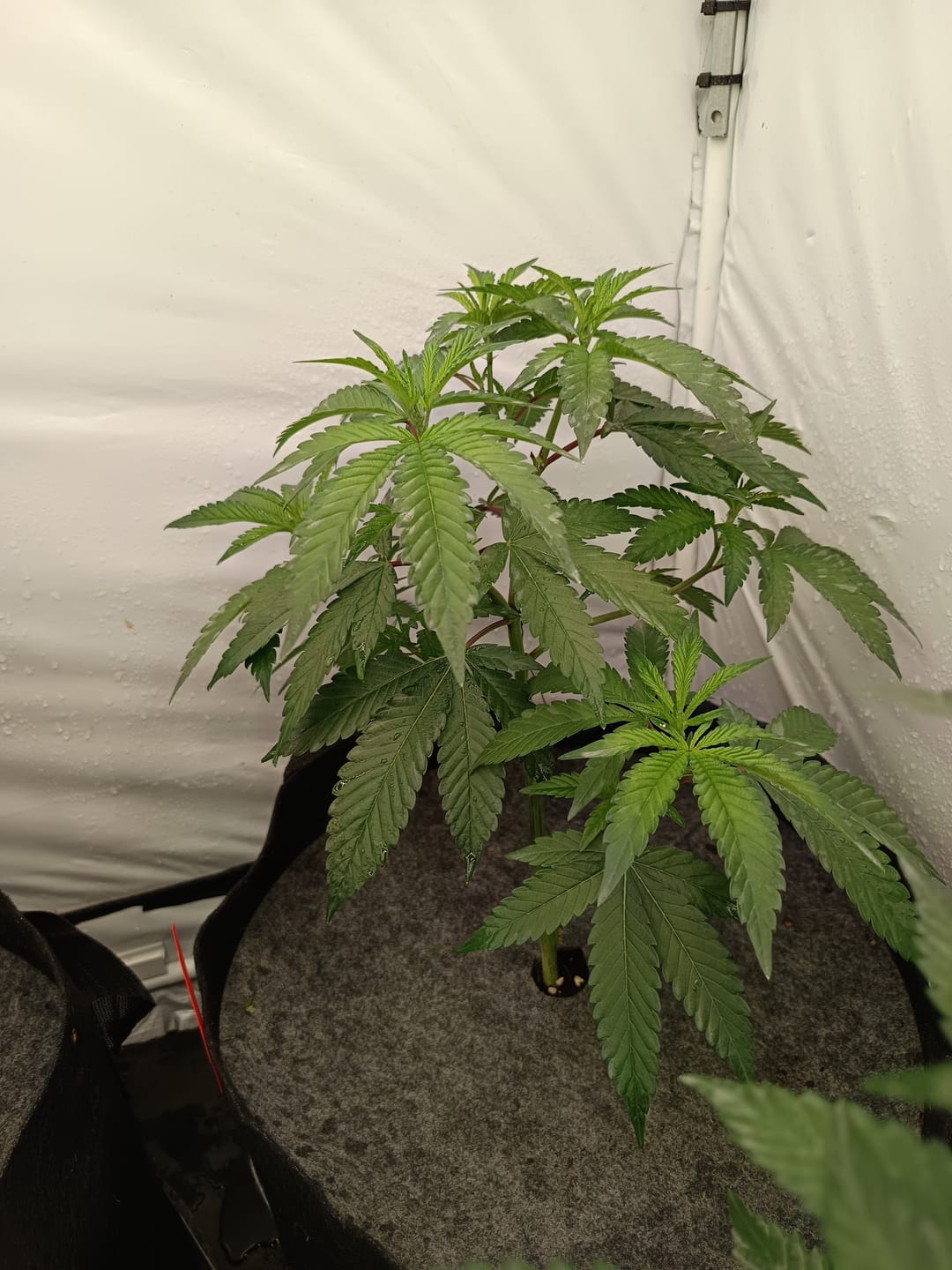 Customer photo review of Hanfstecklinge | Coconut Cloud