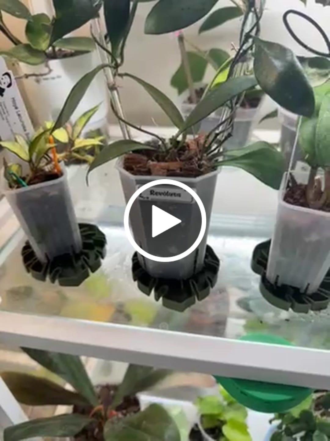 Customer video review of Tera Sausr - Leaf-shaped Pot Saucer - Drip tray for houseplants - Humidity tray