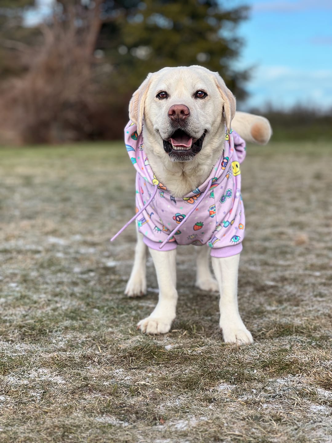 Customer photo review of Good Vibes Dog Hoodie - Purple