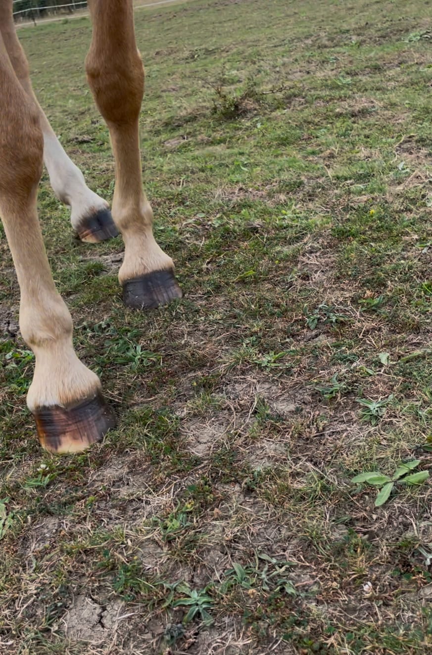 Customer photo review of Hoof Oil