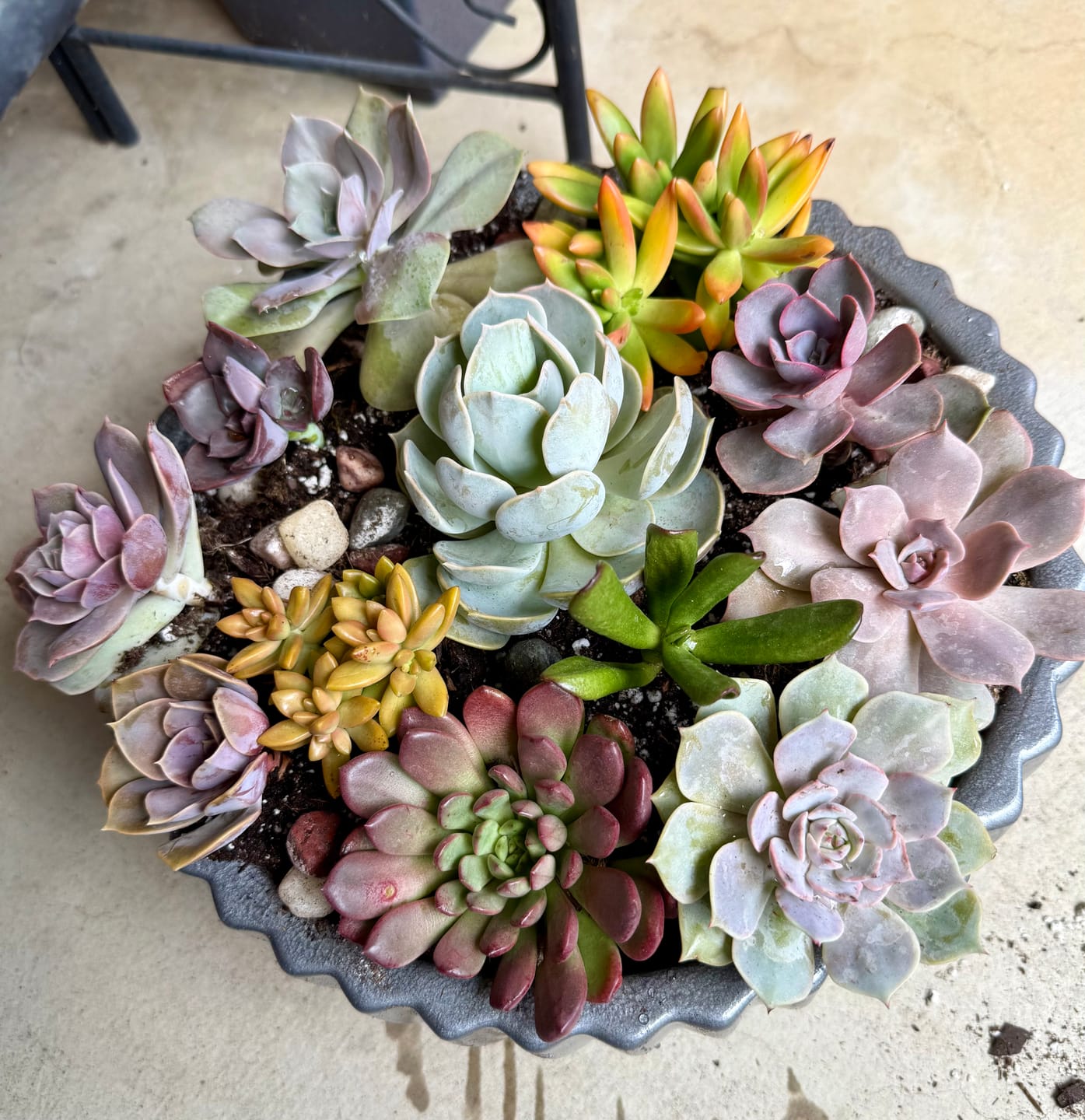 Customer photo review of Echeveria - Lola