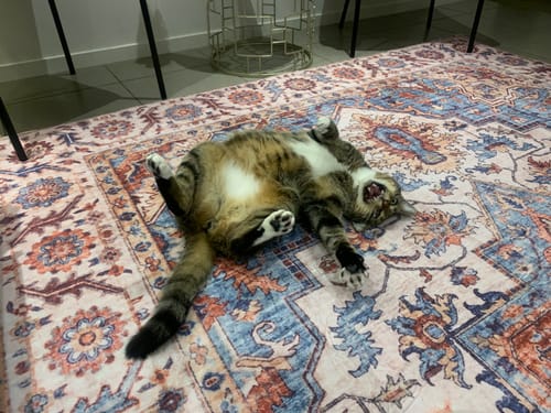 Customer photo review of The Mellow Mat v2® Designer Print | Regalia (Soft Touch Sensory Tatami Rug) PR04