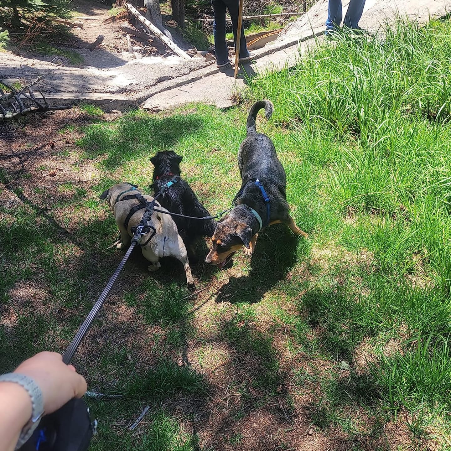 Customer photo review of PawSync - Anti-Knoop Hondenriem