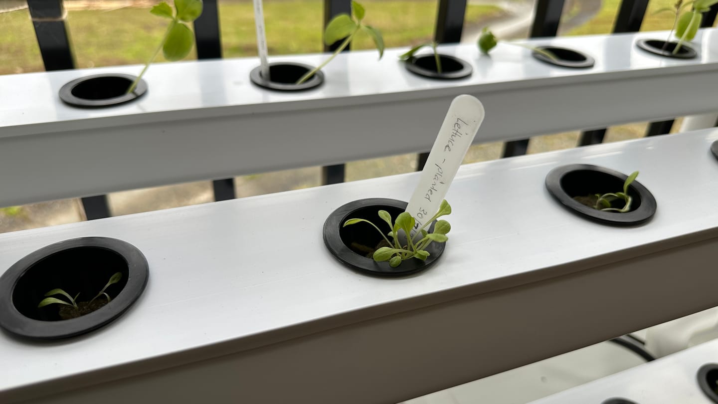 Customer photo review of 210 Premium Rockwool Grow Cubes