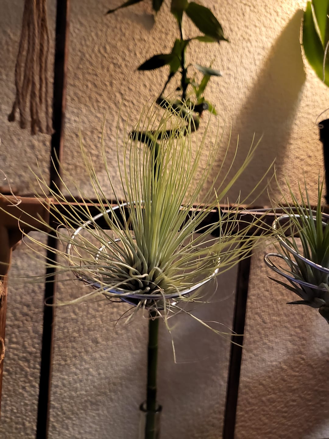 Customer photo review of Tillandsia schiedeana major - Mini Pulk