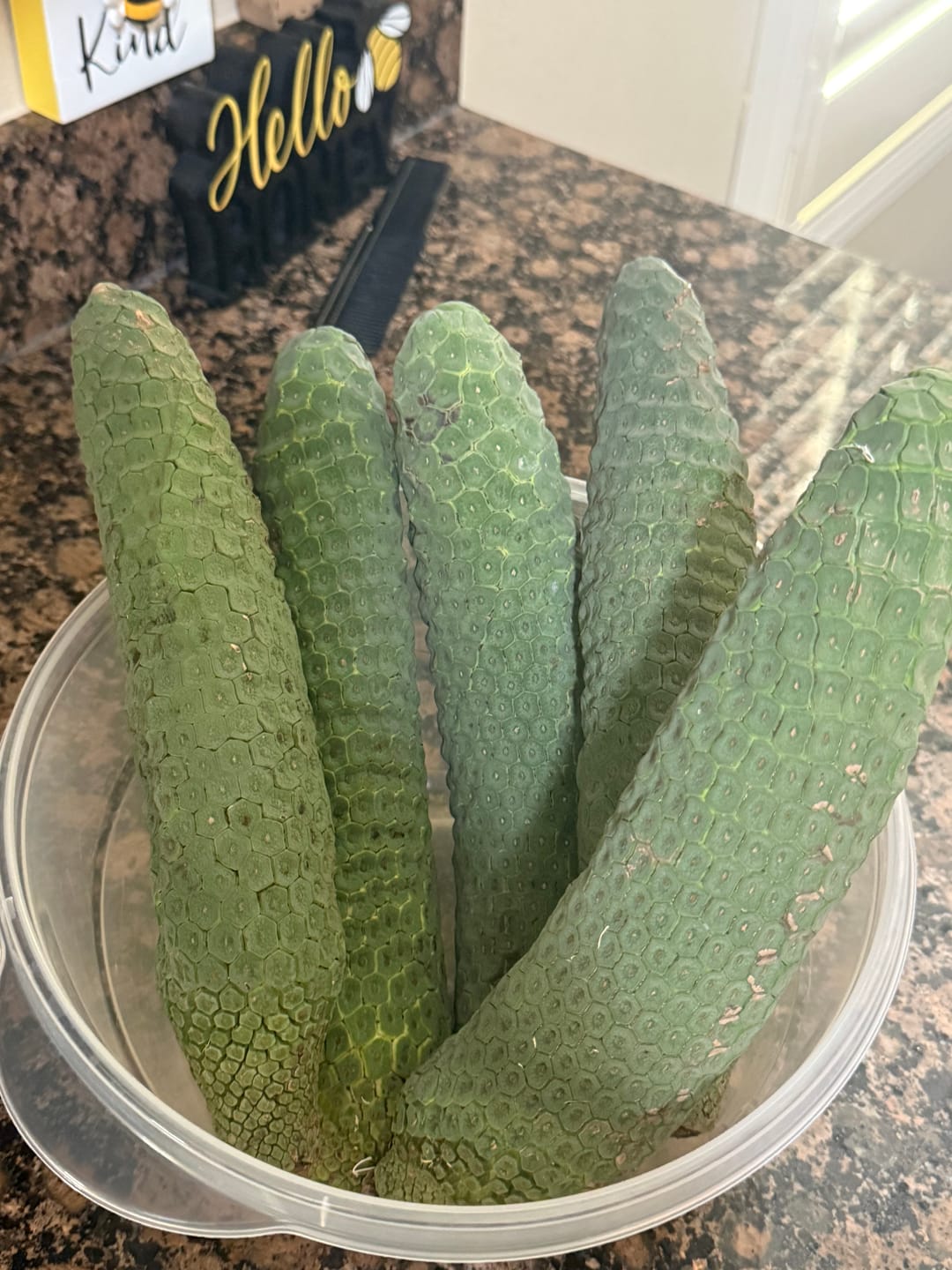 Customer photo review of Monstera Deliciosa *Pre-Order*