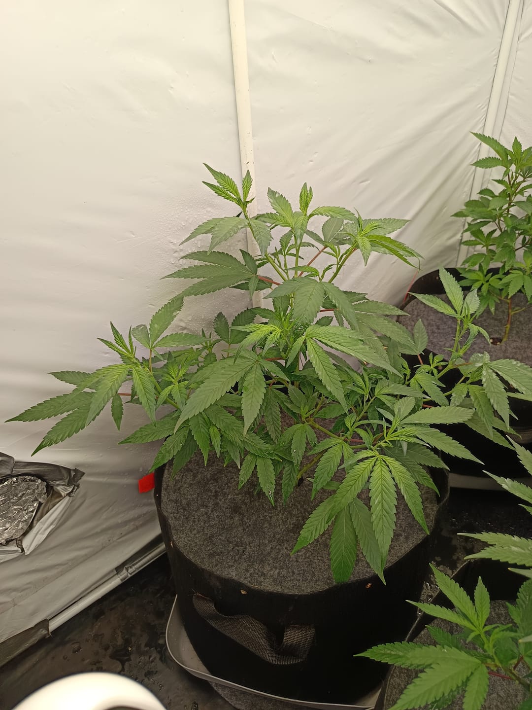 Customer photo review of Hanfstecklinge | Frozen Black Cherry
