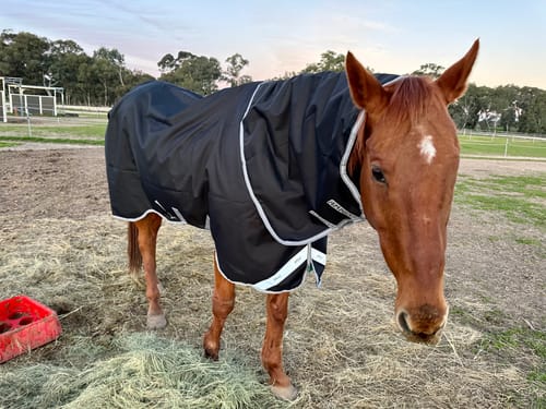 Alesha S. review of Amigo 1200D Plus Turnout 0g image 1 out of 4