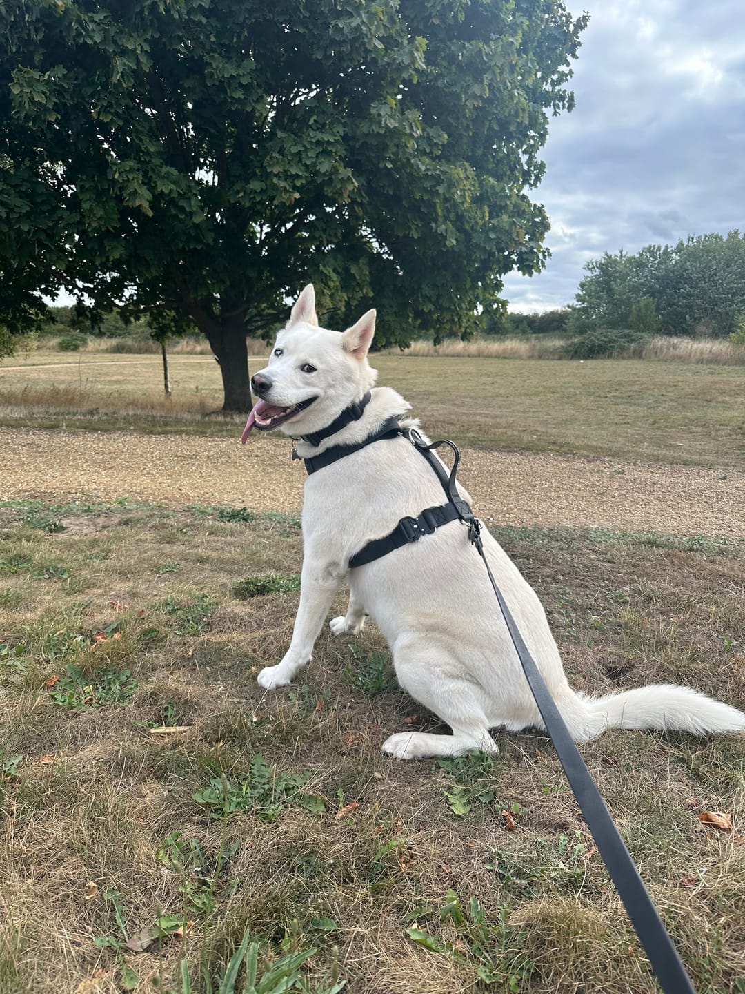 Customer photo review of Billowthane® Training Anti Pull TRI-Harness® | M-XL Breeds - Black