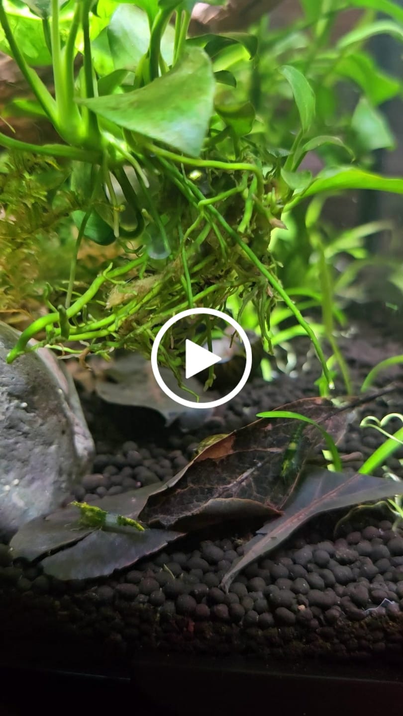Customer video review of Green Rili Shrimp