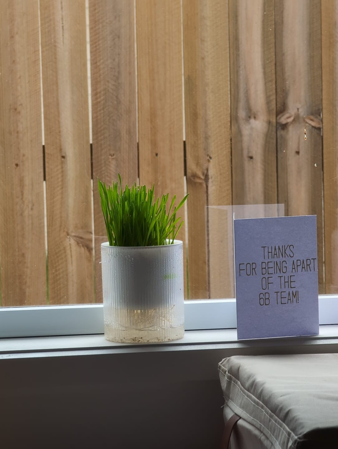 Customer photo review of MICHU All-in-One Soil-Free Cat Grass Grow Kit with Australian Seed and Mulch, Made in Australia